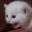 AAAAAA cat emoji