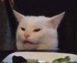 Confused cat