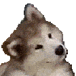 Confused dog emoji