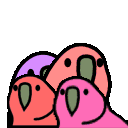 Quadparrot